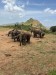 Sloni u napajedla