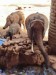 Sloni u hotelového napajedla